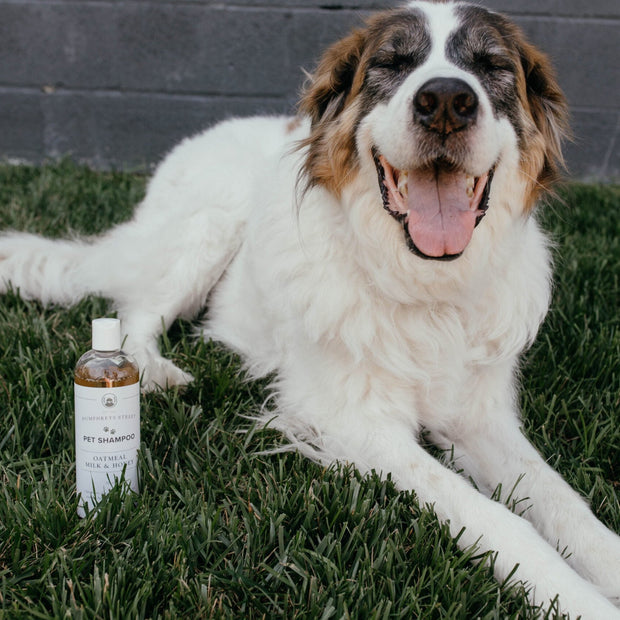 Pet Shampoo